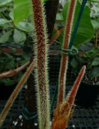 Philodendron squamicaule -,  hairy red petioles,  rare climbing aroid 2