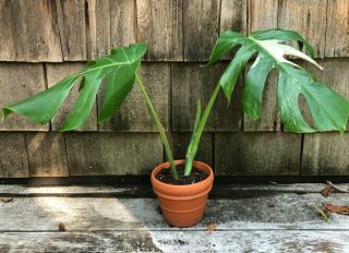 Rare Variegated Monstera Albo (philodendron) - Rooted Plant