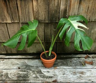 Rare variegated Monstera Albo (Philodendron) - Rooted Plant 2