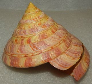Seashell Entemnotrochus Rumphii 112.  5x99.  1mm W/o Still Rare