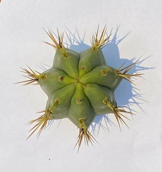 Csd (chemical Shaman’s D K) - Echinopsis Cactus (syn.  Trochocereus) Rare