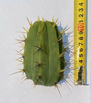 CSD (Chemical Shaman’s D k) - Echinopsis Cactus (syn.  trochocereus) Rare 2