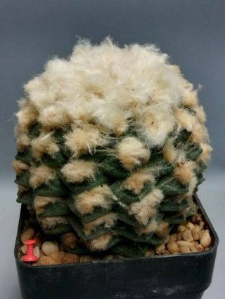 Ariocarpus fissuratus lloydii,  RARE.  cacti 仙人掌 cactus 선인장 サボテン 3