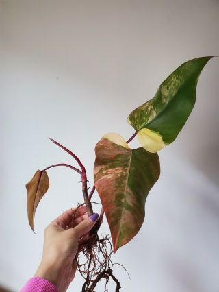 Rare - Variegated Aroid - Philodendron 