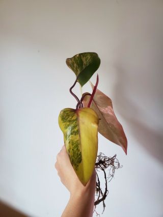 RARE - VARIEGATED AROID - PHILODENDRON ' STRAWBERRY SHAKE ' 2