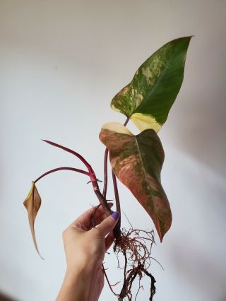 RARE - VARIEGATED AROID - PHILODENDRON ' STRAWBERRY SHAKE ' 3