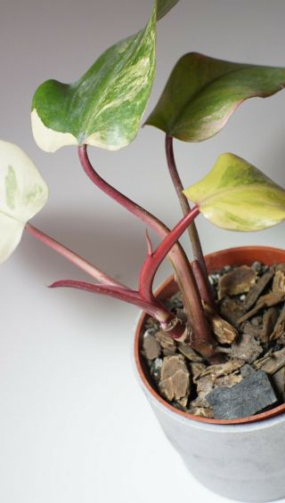 Philodendron erubescens Strawberry Shake Rare variegated tropical aroid 3