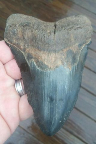 5 3/8  Megalodon Shark Tooth Rare Fossil.  Mega Large.  As Always No Repairs