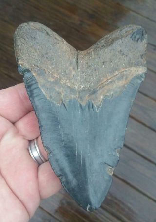 5 3/8  MEGALODON SHARK TOOTH RARE FOSSIL.  MEGA LARGE.  AS ALWAYS NO REPAIRS 2