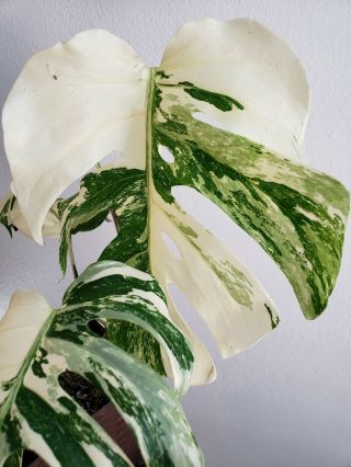 Extremely Variegated Monstera Albo Borsigiana Philodendron Rare Plant 1