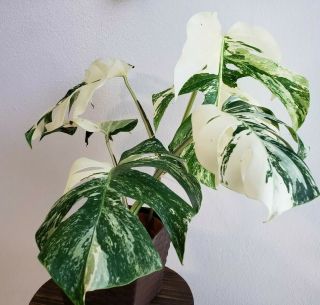 Extremely Variegated Monstera Albo Borsigiana Philodendron Rare Plant 1 2