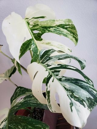 Extremely Variegated Monstera Albo Borsigiana Philodendron Rare Plant 1 3
