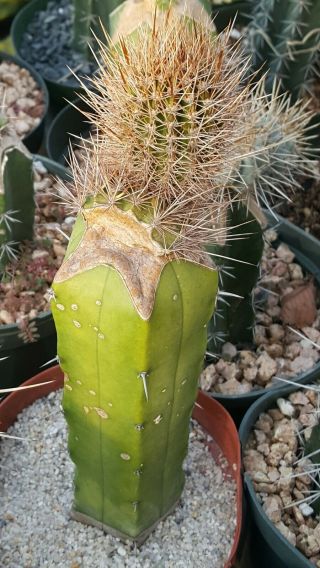 Jasminocereus Thouarsii Var.  Delicatus Pachycereus Rare Cactus
