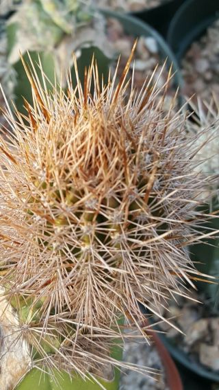 Jasminocereus thouarsii var.  delicatus Pachycereus rare cactus 2