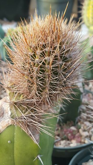 Jasminocereus thouarsii var.  delicatus Pachycereus rare cactus 3