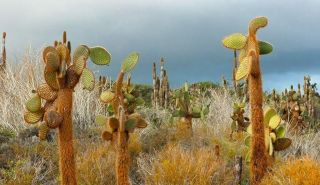 Opuntia Echios Var.  Gigantea Very Rare Galapagos Cactus