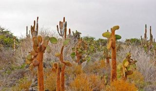 Opuntia echios var.  gigantea very rare Galapagos cactus 2