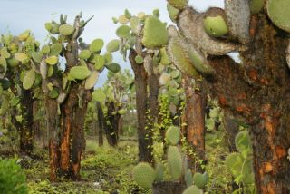Opuntia echios var.  gigantea very rare Galapagos cactus 3