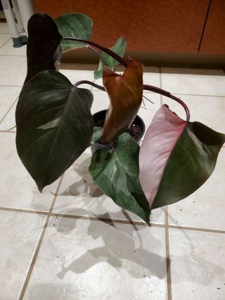 Pink Princess Philodendron Variegated Aroid Rare Rooted Plant Large