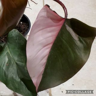 Pink Princess Philodendron Variegated Aroid RARE Rooted Plant LARGE 2