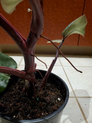 Pink Princess Philodendron Variegated Aroid RARE Rooted Plant LARGE 3
