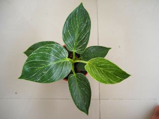 (12 Plants)  3