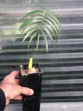 Cycad Encephalartos Inopinus Rare Seedling In Band Pot One Leaf 2