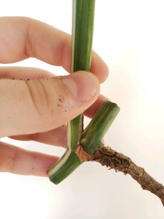 monstera deliciosa variegated Albo Variegata Rare Aroid Philodendron 3