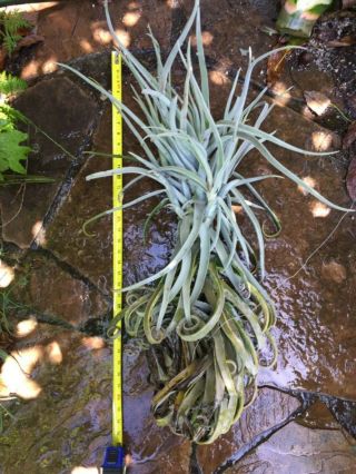 Tillandsia duratii rare 34” giant air plant bromeliad succulent echeveria 3