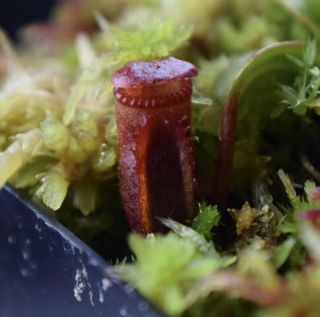 Nepenthes Villosa - Clone Of Intermediate Seed Grown Plant - Rare Collectors Item
