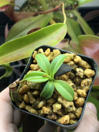 Nepenthes Villosa - Clone Of Intermediate Seed Grown Plant - RARE COLLECTORS ITEM 2