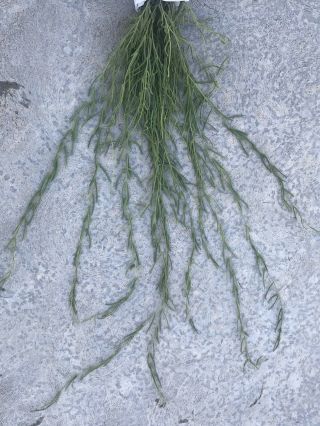 Rare Hoya Linearis,  Mature,  Long And Rooted