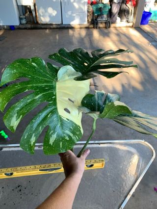 Monstera Very Variegated Rare Aroid Philodendron