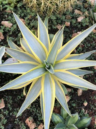 Agave Desmettiana Galactic Traveler Rare Agave Variegated Exotic Succulent