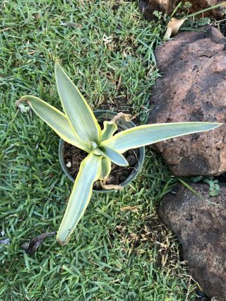 agave desmettiana Galactic Traveler Rare Agave Variegated Exotic Succulent 2
