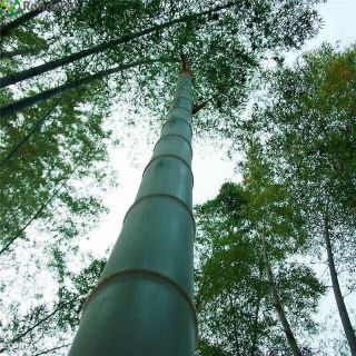 1kg Moso Bamboo,  Phyllostachys Pubescens Seeds Giant Rare Fresh Seeds