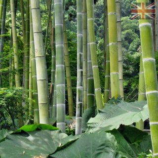 1KG Moso Bamboo,  Phyllostachys pubescens seeds Giant Rare Fresh seeds 2