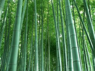 1KG Moso Bamboo,  Phyllostachys pubescens seeds Giant Rare Fresh seeds 3