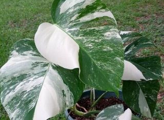 Variegated Monstera Deliciosa Rare Tropical House Plant Philodendron Relative